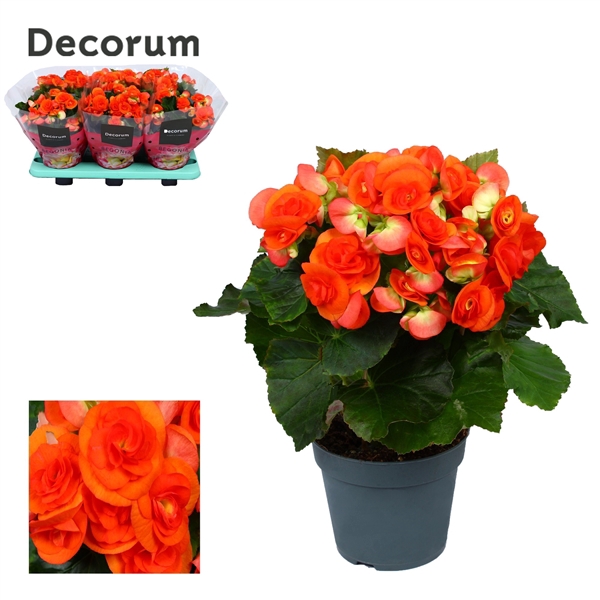 <h4>Begonia Reina</h4>