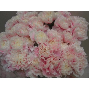 Di St G Pastel Pink