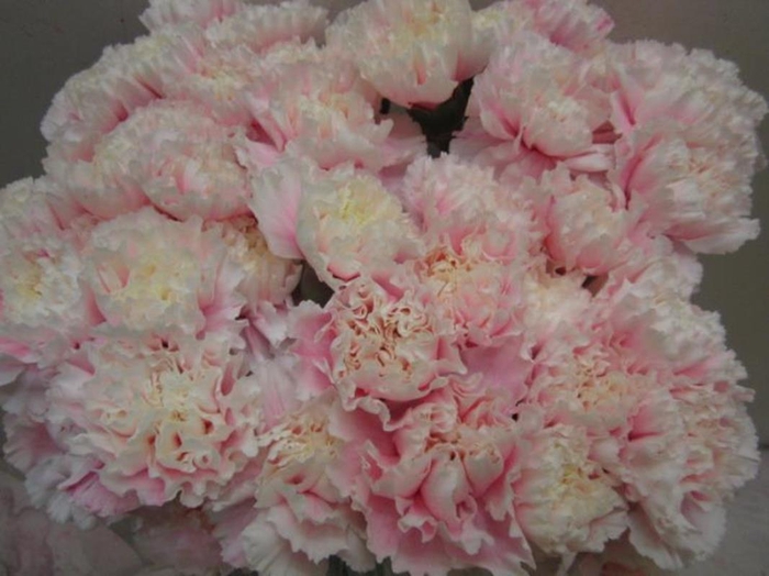<h4>Di St G Pastel Pink</h4>