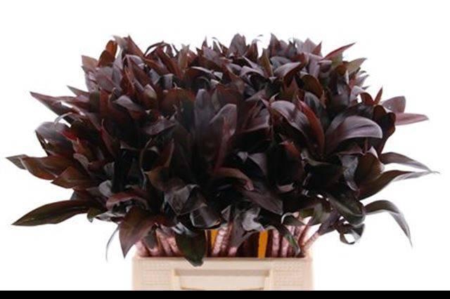 <h4>DRAC FR COMPACTA</h4>