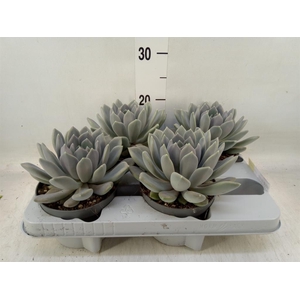 Pachyphytum  'Draco'