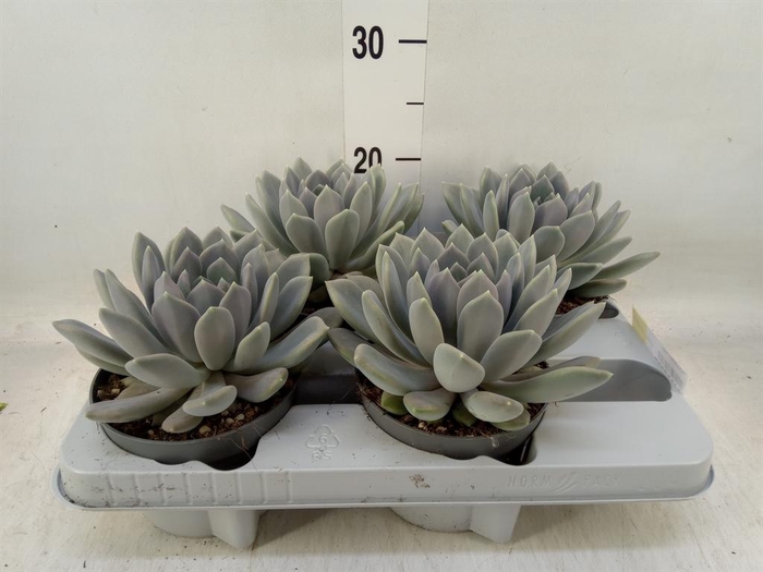 <h4>Pachyphytum  'Draco'</h4>