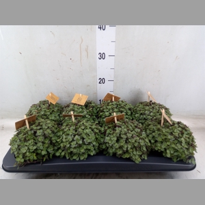 Callisia repens 'Turtle'