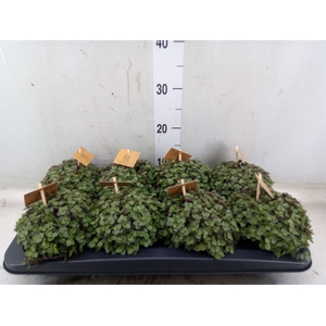 Callisia repens 'Turtle'
