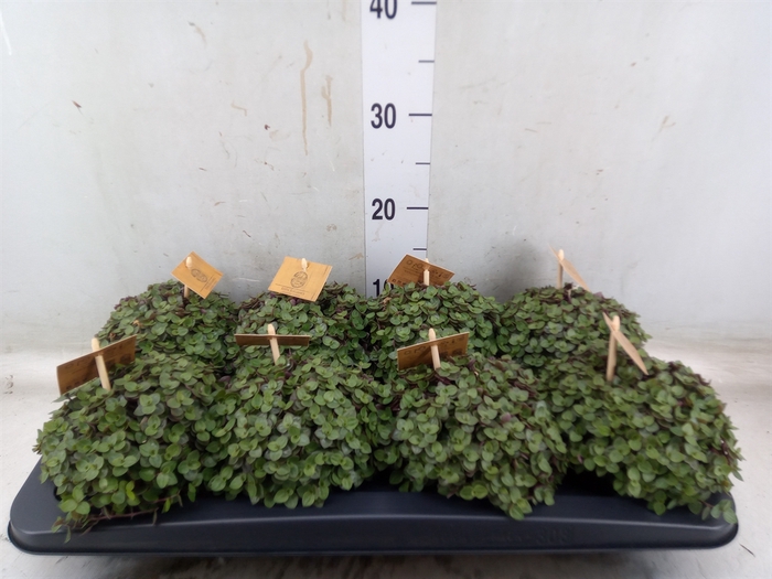 <h4>Callisia repens 'Turtle'</h4>