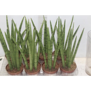 SANSEVIERIA NEW WAY P12