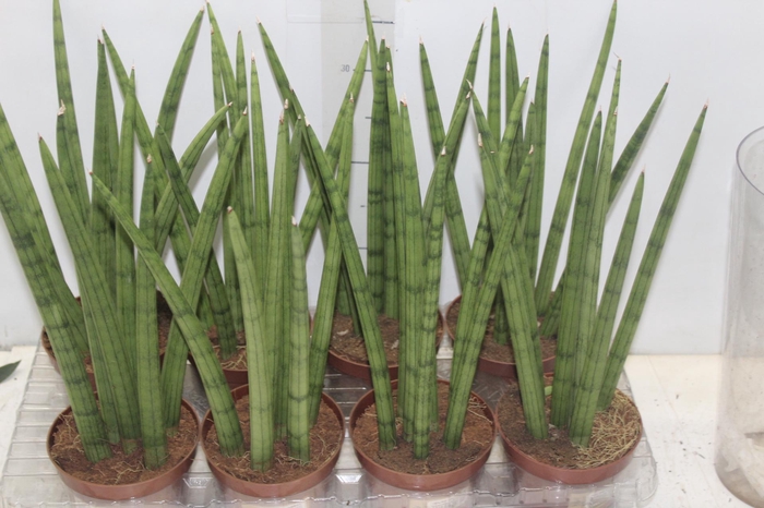 <h4>SANSEVIERIA NEW WAY P12</h4>