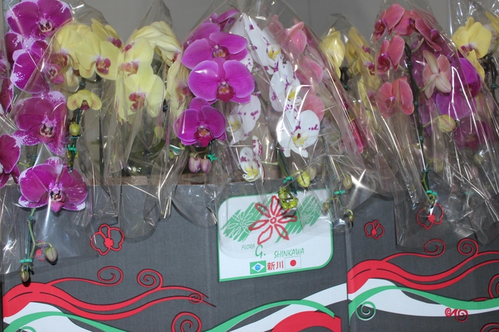 <h4>PHALAENOPSIS CASCATA P15 MIN 11 FLS</h4>