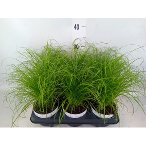 Cyperus alternifolius 'Zumula'