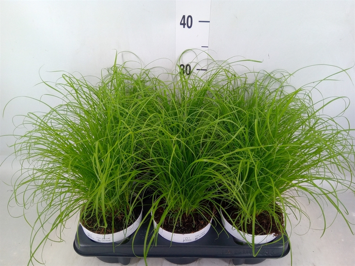<h4>Cyperus alternifolius 'Zumula'</h4>