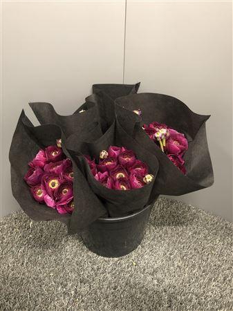 <h4>Ran Suc Renoir Sup</h4>