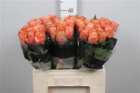 <h4>R Gr Kahala-bb</h4>