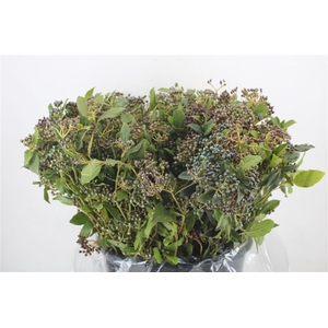 Vibur Berry Blue P Bunch