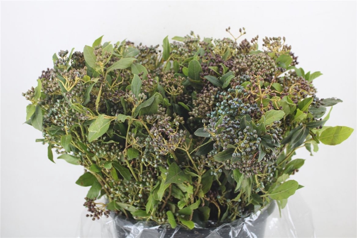 <h4>Vibur Berry Blue P Bunch</h4>