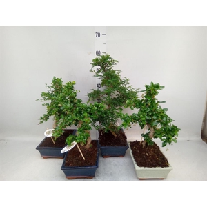 Bonsai   ...mix