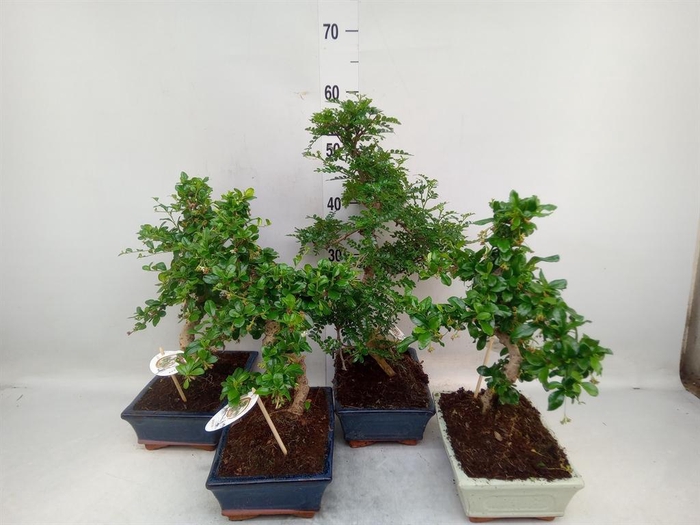 <h4>Bonsai   ...mix</h4>