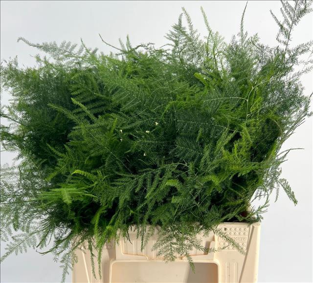 <h4>Asparagus Plumosus M/Foglia</h4>