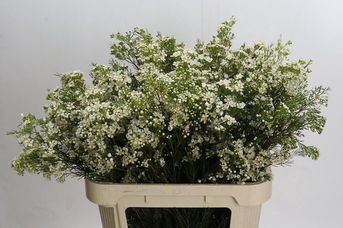 <h4>Chamelaucium Arbel</h4>