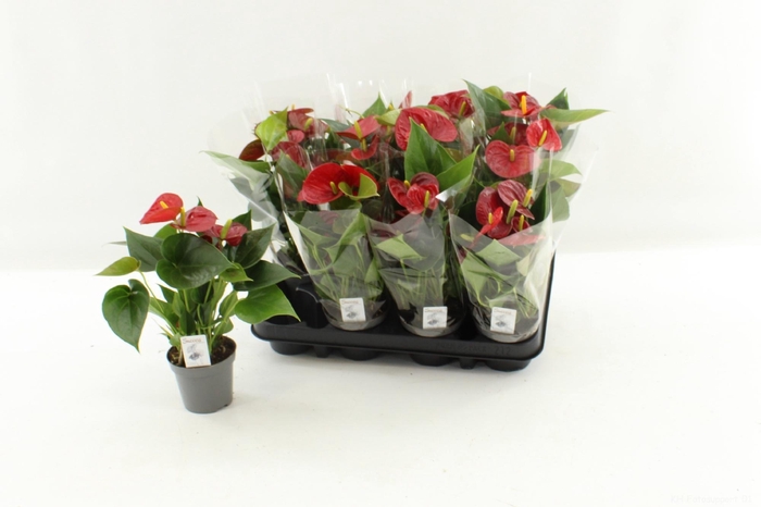 <h4>ANTHU AN SUCCESS RED</h4>