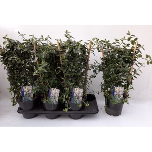 CEAN TH REPENS