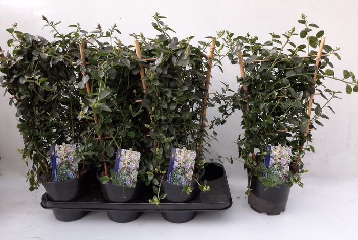 <h4>CEAN TH REPENS</h4>