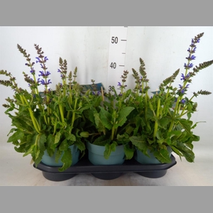 Salvia  'Fashionista Midnight Mode'