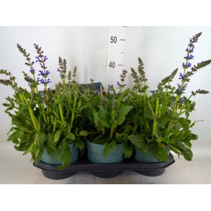 Salvia  'Fashionista Midnight Mode'