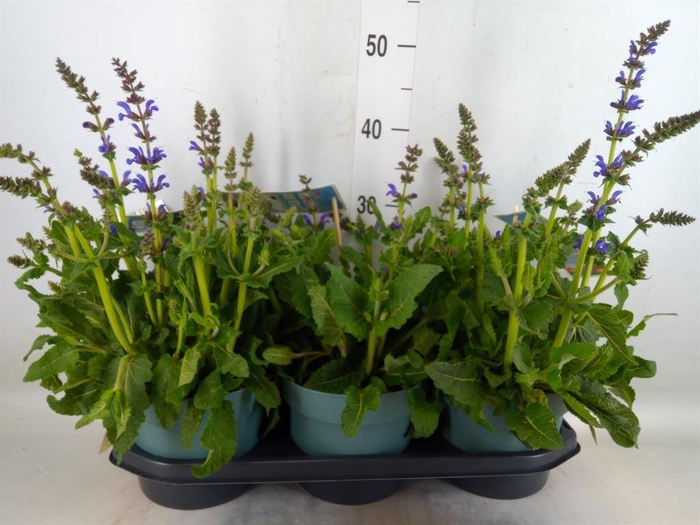 <h4>Salvia  'Fashionista Midnight Mode'</h4>