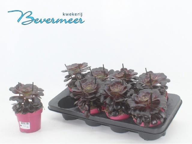 <h4>AEONIUM AB VELOURS</h4>