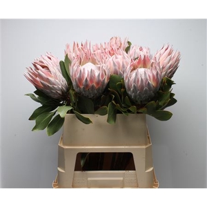 Protea Cynaroides