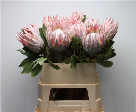 <h4>Protea Cynaroides</h4>