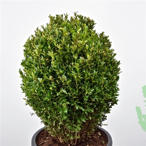 Buxus sempervirens ei-vorm 60cm