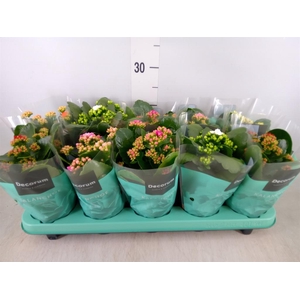 Kalanchoe blos.   ..rosebud mix  5