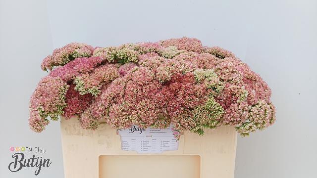 <h4>SEDUM SPECTABILE</h4>