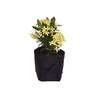 IXORA MINI AMARELO SAQ 30