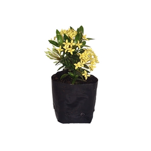 IXORA MINI AMARELO SAQ 30