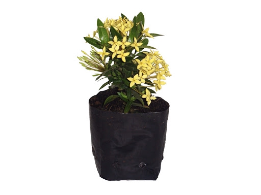 IXORA MINI AMARELO SAQ 30