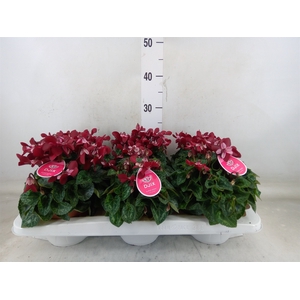 Cyclamen KL 'Djix'