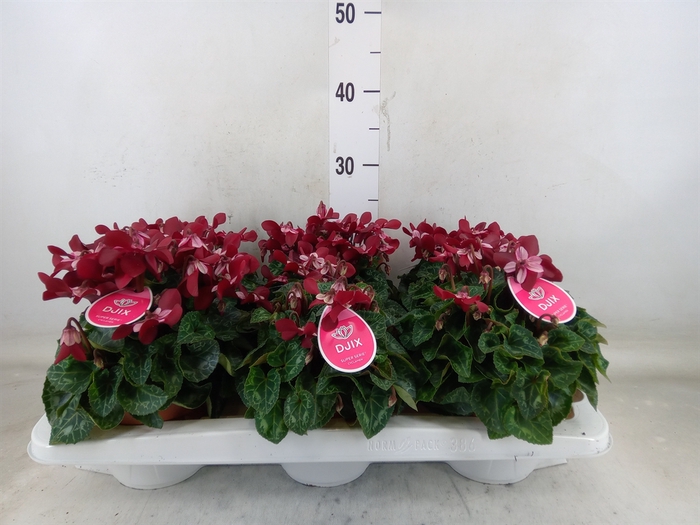 <h4>Cyclamen KL 'Djix'</h4>