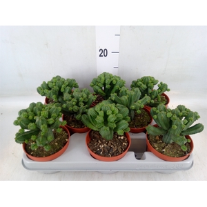 Euphorbia   ...