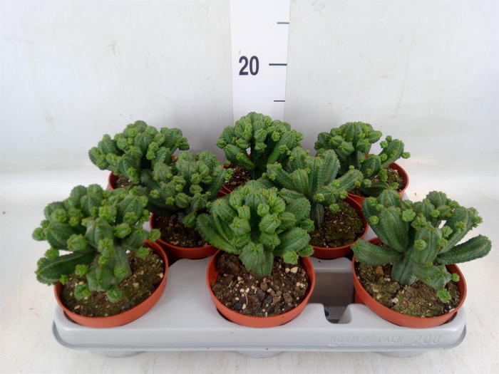 <h4>Euphorbia   ...</h4>