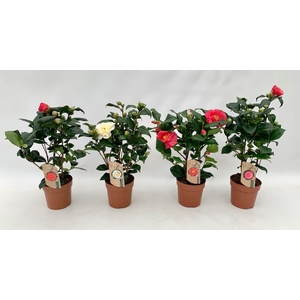 Camellia Jap Gemengd 10 Knop