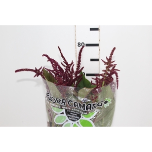 AMARANTHUS VINHO