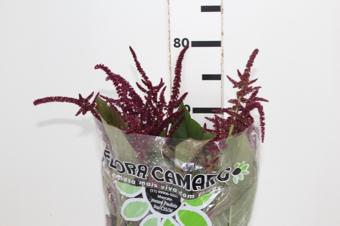 AMARANTHUS VINHO