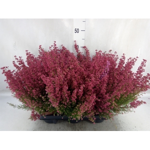 Erica gracilis   ...red