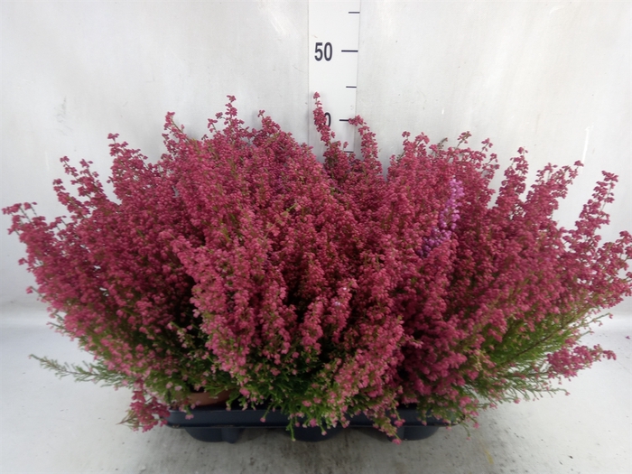 <h4>Erica gracilis   ...red</h4>