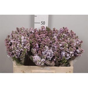 Syr V Michel Buchner 2+