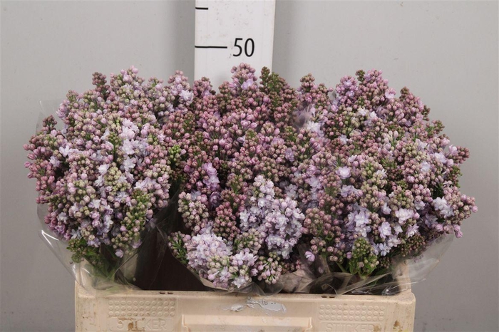 <h4>Syr V Michel Buchner 2+</h4>