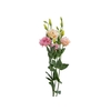 LISIANTHUS ARENA 3 APRICOT 070 CM M