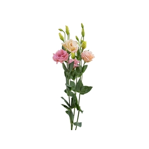 LISIANTHUS ARENA 3 APRICOT 070 CM M